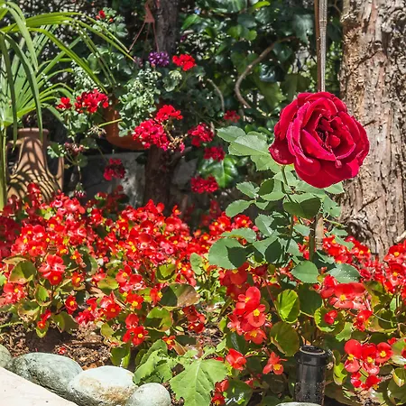 Roses & Wellness Icici